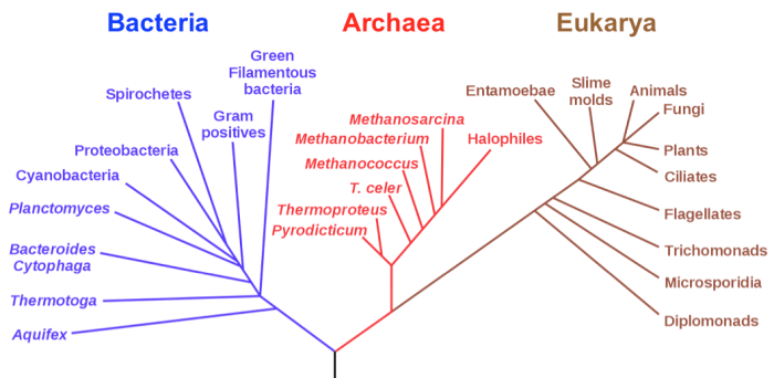 Video tutor session quiz phylogenetic trees