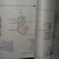 Human anatomy laboratory manual answer key