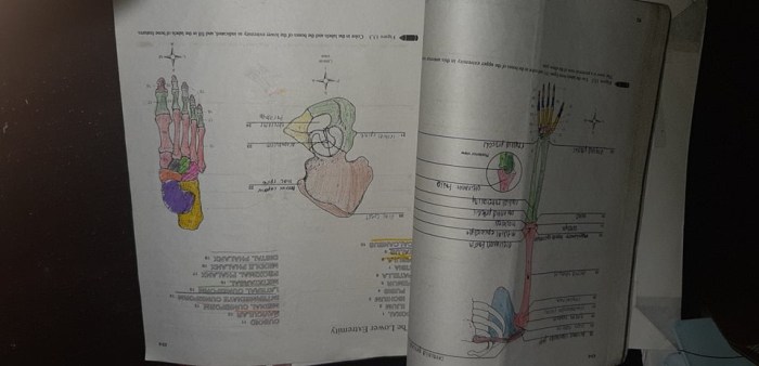 Human anatomy laboratory manual answer key