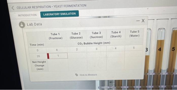 Cellular respiration yeast fermentation lab answers