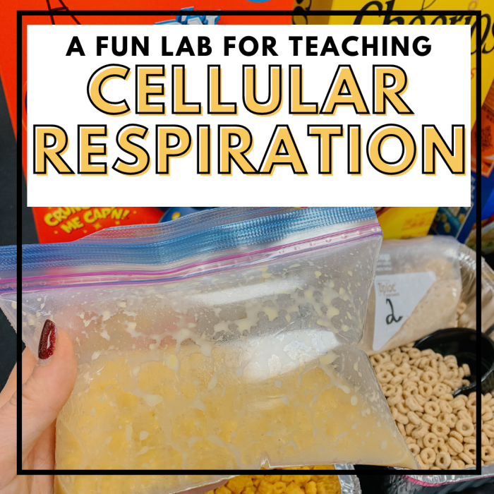 Cellular respiration yeast fermentation lab answers