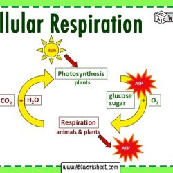 Photosynthesis vs cellular respiration worksheet answer key