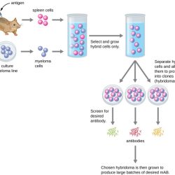 Polyclonal antibodies production produced diagram antigen response antibody monoclonal process rabbit animal immune cells producing serum produces plasma different poly