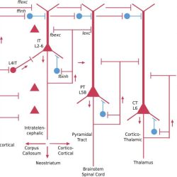 Anatomy neuron physiology exercise sheet review answers system nervous worksheet worksheeto via