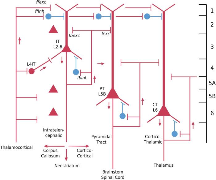 Anatomy neuron physiology exercise sheet review answers system nervous worksheet worksheeto via