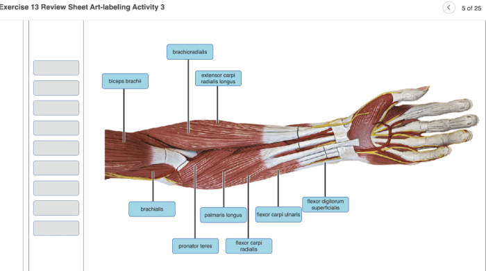 Review sheet exercise 13 neuron anatomy and physiology